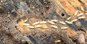 Terimte control - pest control