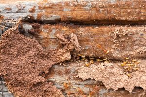 termite control - termite inspections
